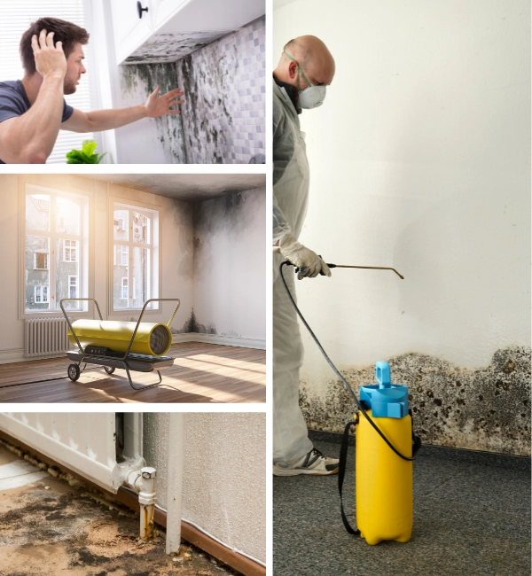 Mold Remediation Company for Remediation of “ANY” Mold Damage