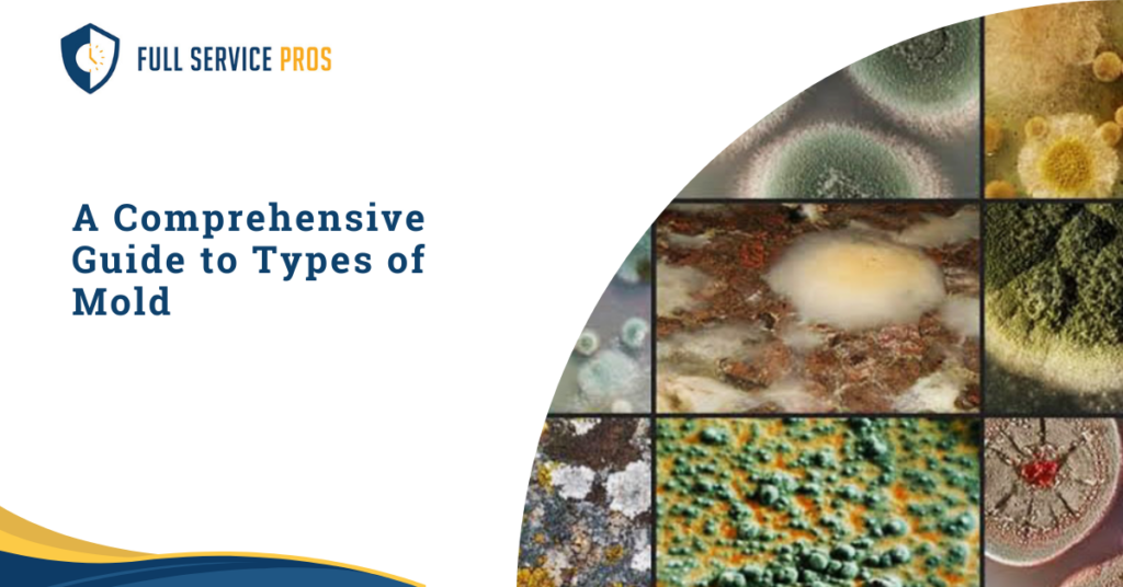 A Comprehensive Guide to Types of Mold