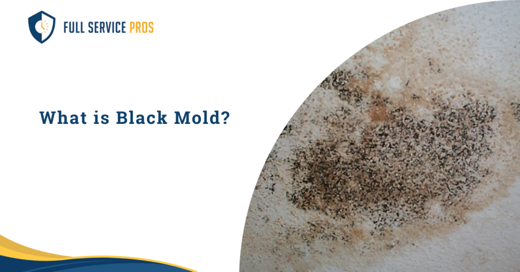 What is Black Mold?